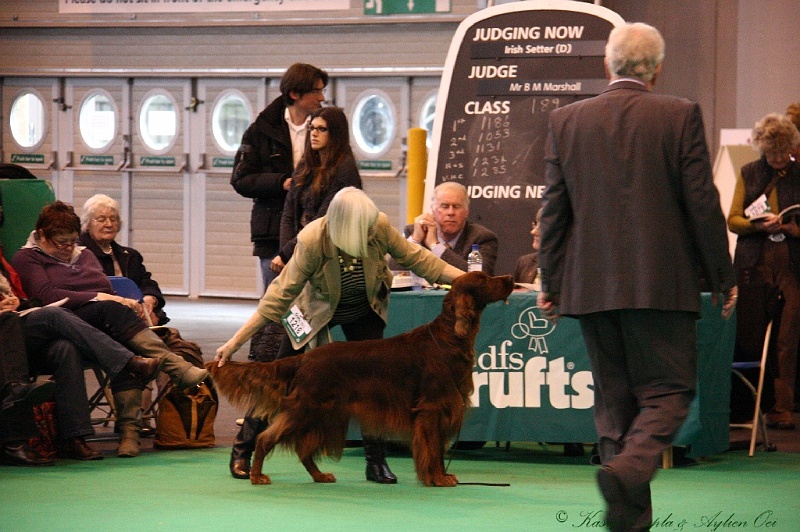 Crufts2011 861.jpg